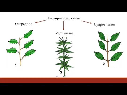 Листорасположение Очередное Мутовчатое Супротивное