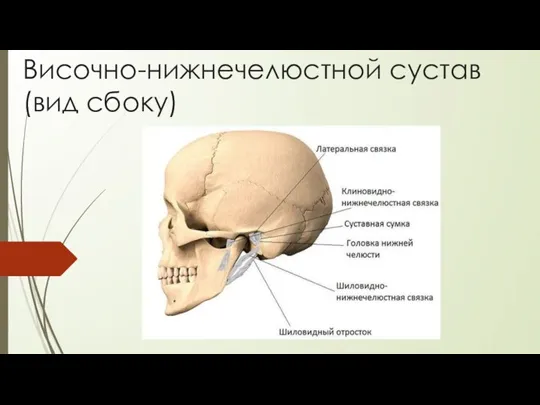 Височно-нижнечелюстной сустав(вид сбоку)