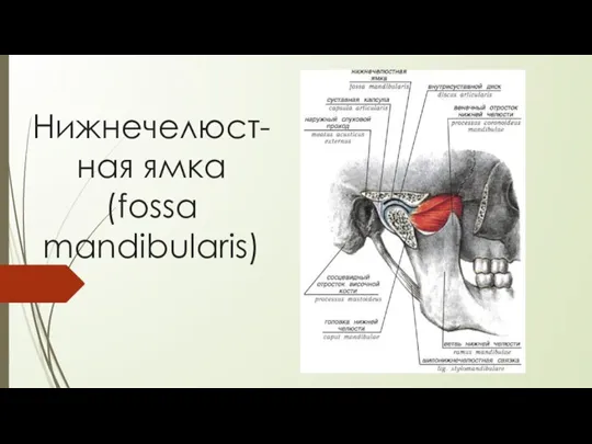 Нижнечелюст-ная ямка (fossa mandibularis)