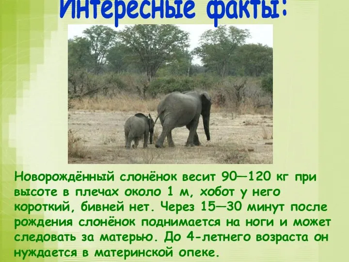 Новорождённый слонёнок весит 90—120 кг при высоте в плечах около 1 м,