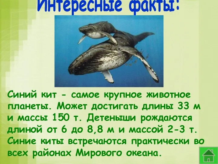 Синий кит - самое крупное животное планеты. Может достигать длины 33 м