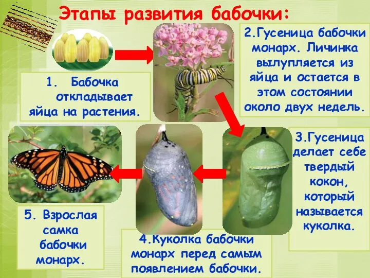 4.Куколка бабочки монарх перед самым появлением бабочки. 3.Гусеница делает себе твердый кокон,