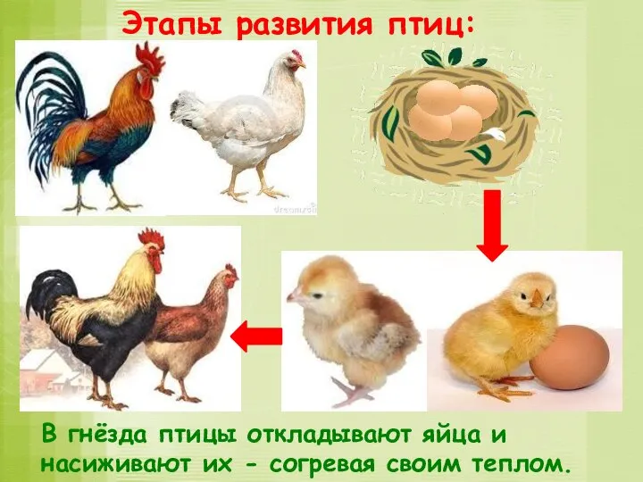 Этапы развития птиц: В гнёзда птицы откладывают яйца и насиживают их - согревая своим теплом.