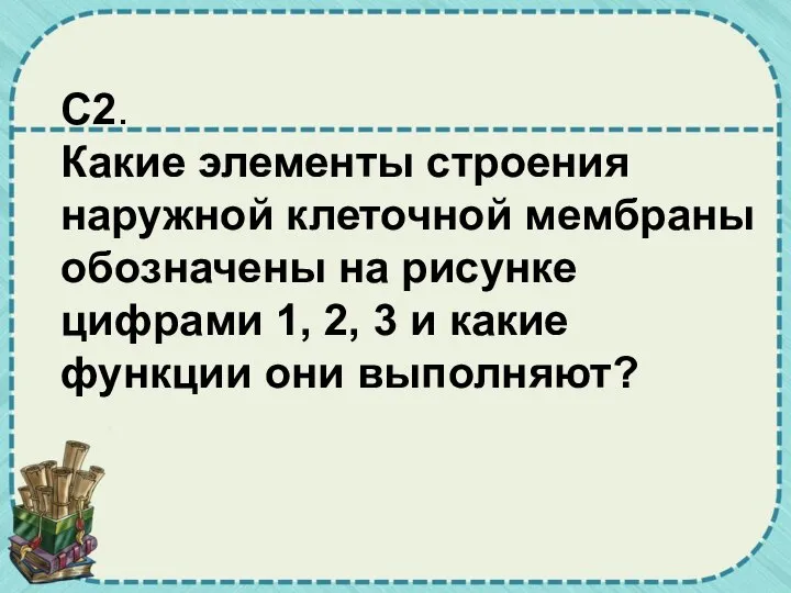 C2. Какие элементы строения наружной клеточной мембраны обозначены на рисунке цифрами 1,