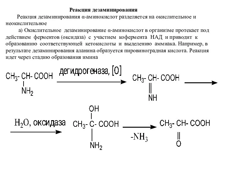 Реакция дезаминирования Реакция дезаминирования α-аминокислот разделяется на окислительное и неокислительное а) Окислительное