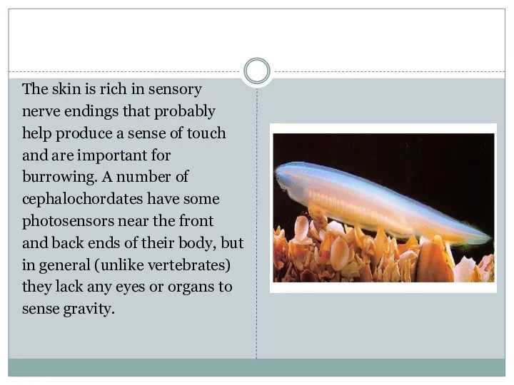 The skin is rich in sensory nerve endings that probably help produce