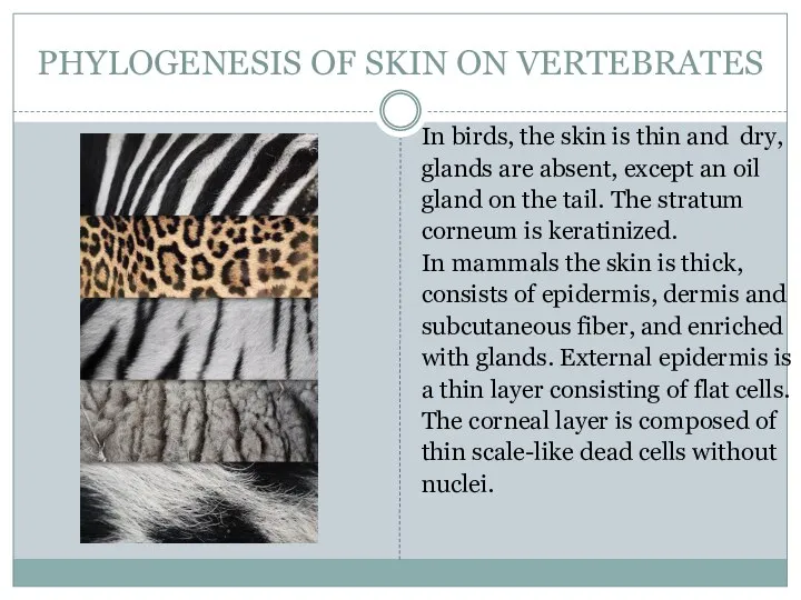 PHYLOGENESIS OF SKIN ON VERTEBRATES In birds, the skin is thin and