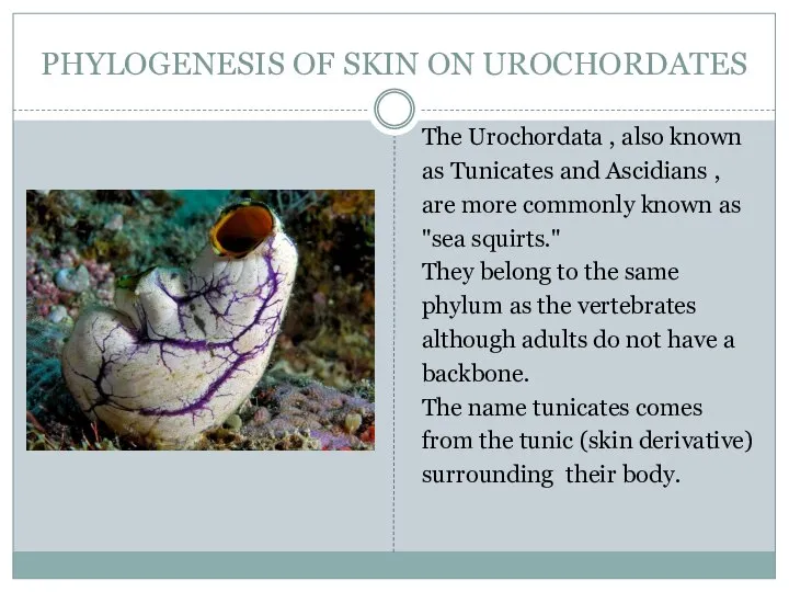 PHYLOGENESIS OF SKIN ON UROCHORDATES The Urochordata , also known as Tunicates