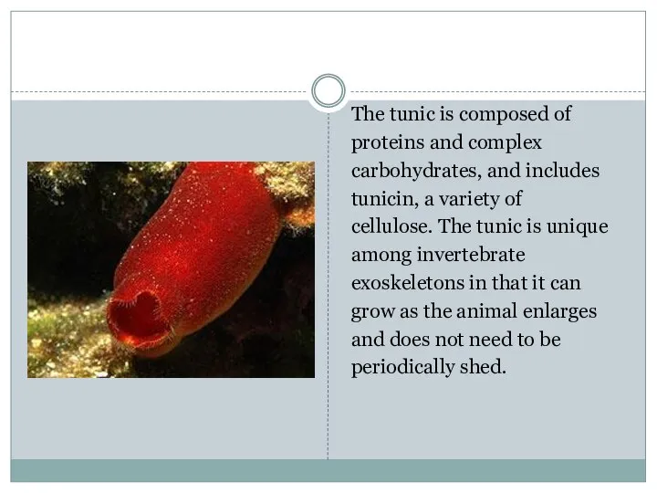 The tunic is composed of proteins and complex carbohydrates, and includes tunicin,