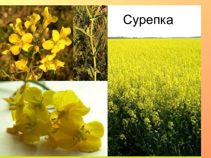 Сурепка