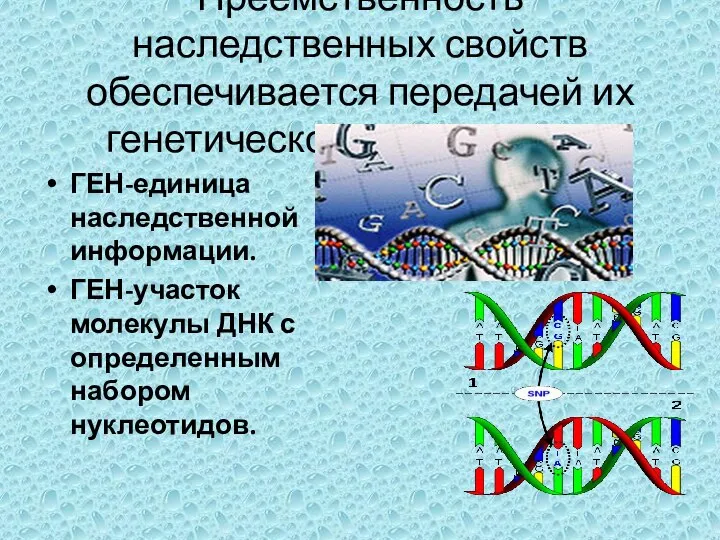 Преемственность наследственных свойств обеспечивается передачей их генетической информации. ГЕН-единица наследственной информации. ГЕН-участок