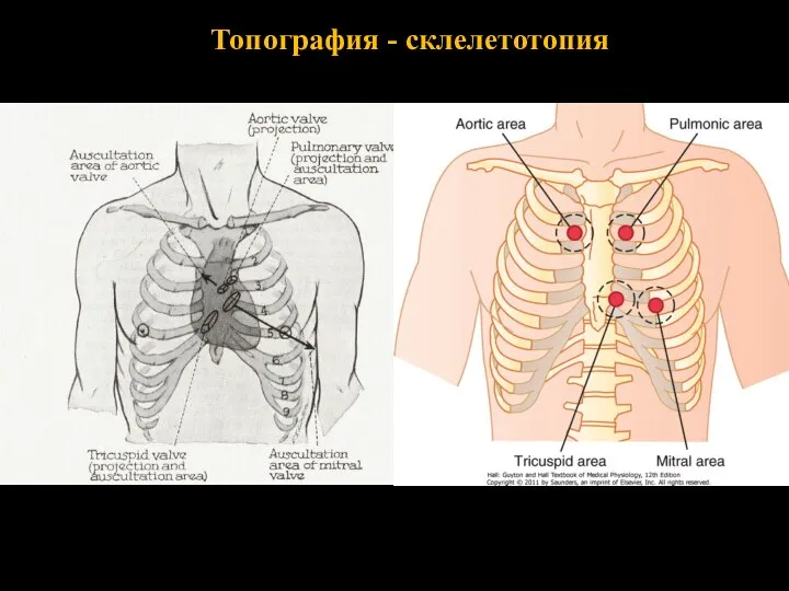 Топография - склелетотопия