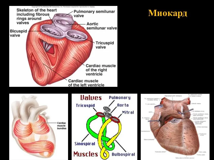 Миокард