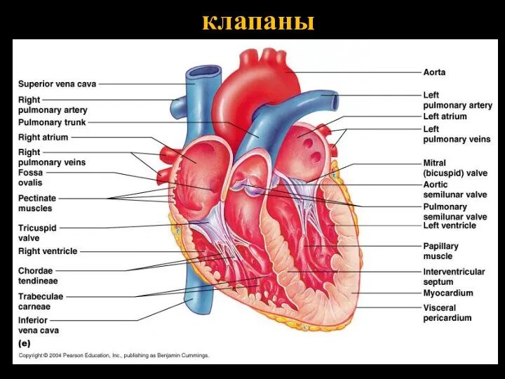 клапаны