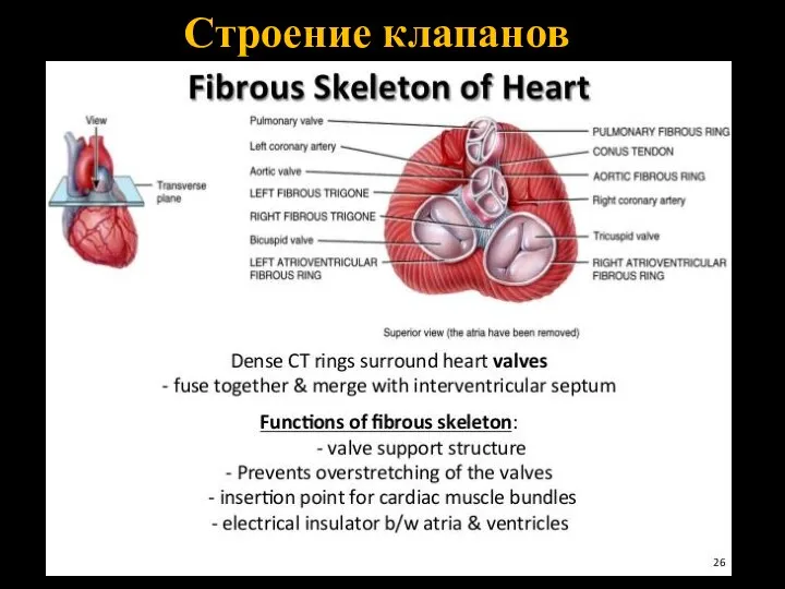 Строение клапанов