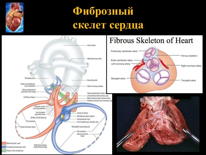 Фиброзный скелет сердца