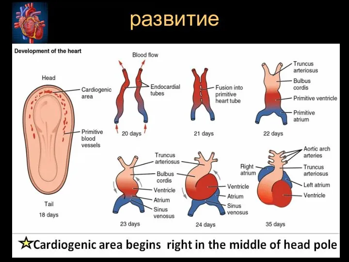 развитие