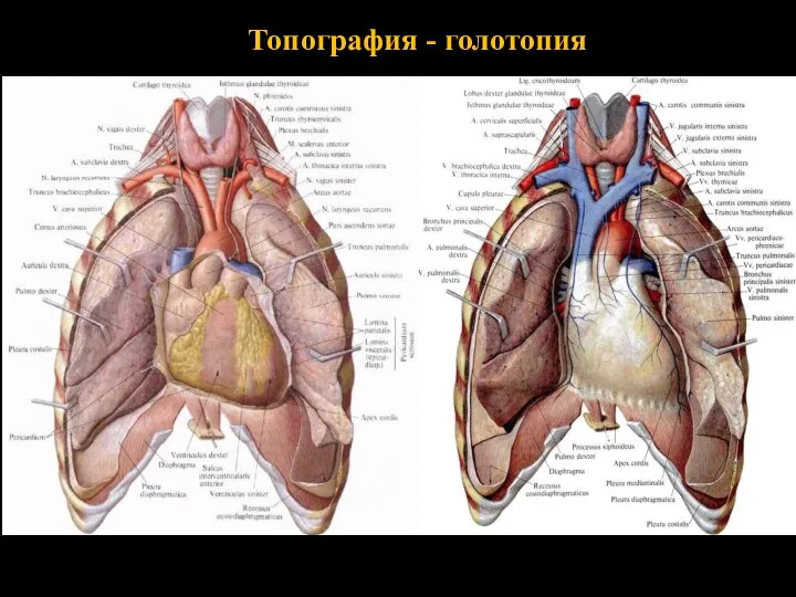 Топография - голотопия