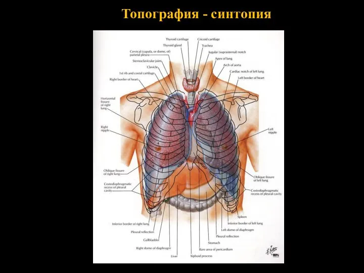 Топография - синтопия