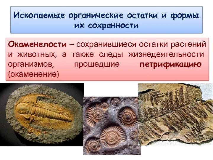 Ископаемые органические остатки и формы их сохранности Окаменелости – сохранившиеся остатки растений