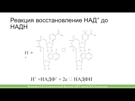 Н+ +НАДФ+ + 2е ? НАДФН ? Молчанов А.Ю. Биологический факультет МГУ