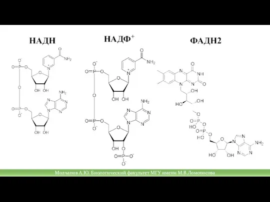 НАДФ+ НАДН ФАДН2 Молчанов А.Ю. Биологический факультет МГУ имени М.В.Ломоносова