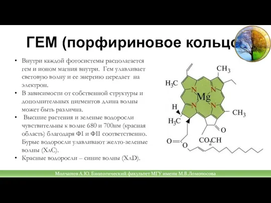 ГЕМ (порфириновое кольцо) Внутри каждой фотосистемы располагается гем и ионом магния внутри.