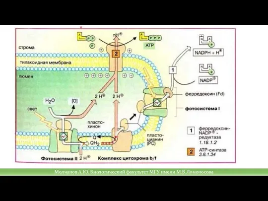Молчанов А.Ю. Биологический факультет МГУ имени М.В.Ломоносова
