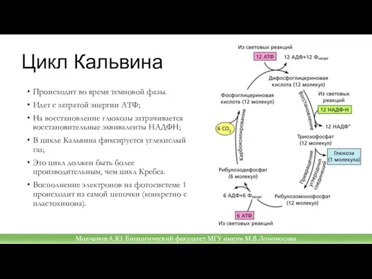 Цикл Кальвина Происходит во время темновой фазы. Идет с затратой энергии АТФ;