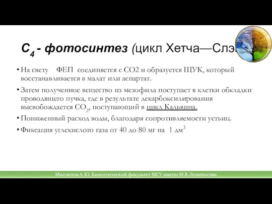 С4 - фотосинтез (цикл Хетча—Слэка) На свету ФЕП соединяется с СО2 и