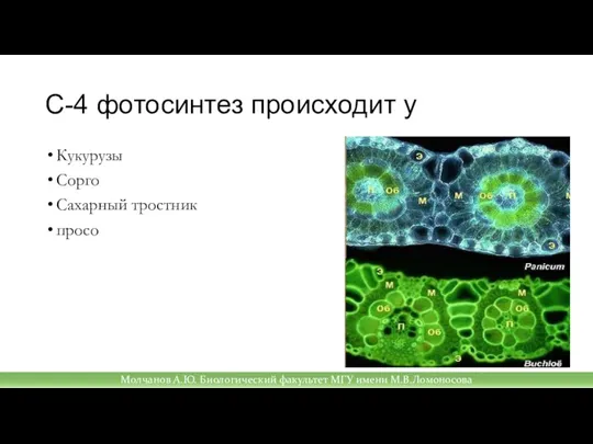 С-4 фотосинтез происходит у Кукурузы Сорго Сахарный тростник просо Молчанов А.Ю. Биологический факультет МГУ имени М.В.Ломоносова