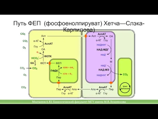 Путь ФЕП (фосфоенолпируват) Хетча—Слэка-Карпилова) Молчанов А.Ю. Биологический факультет МГУ имени М.В.Ломоносова