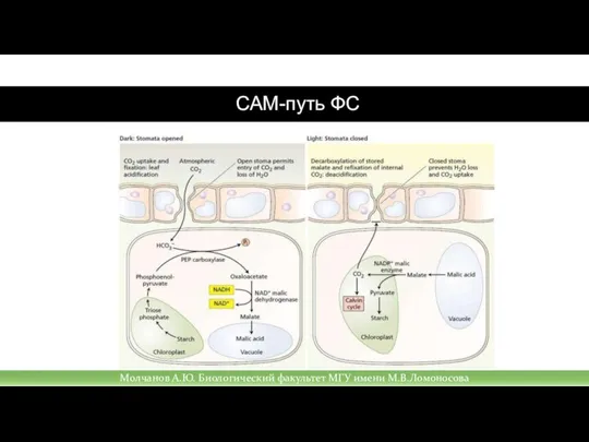 САМ-путь ФС Молчанов А.Ю. Биологический факультет МГУ имени М.В.Ломоносова