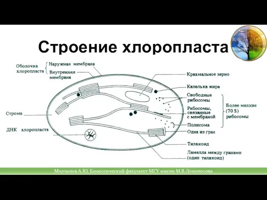 Строение хлоропласта Молчанов А.Ю. Биологический факультет МГУ имени М.В.Ломоносова