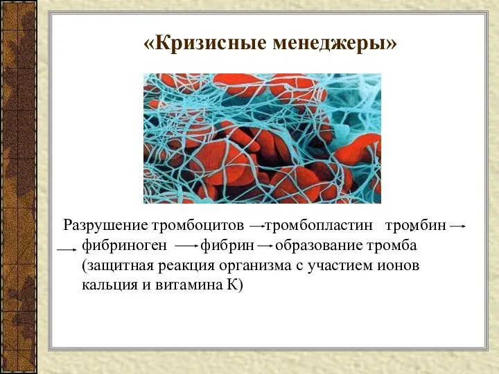 «Кризисные менеджеры» Разрушение тромбоцитов тромбопластин тромбин фибриноген фибрин образование тромба (защитная реакция