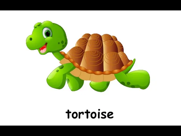 tortoise