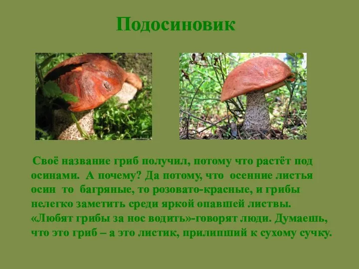 Своё название гриб получил, потому что растёт под осинами. А почему? Да