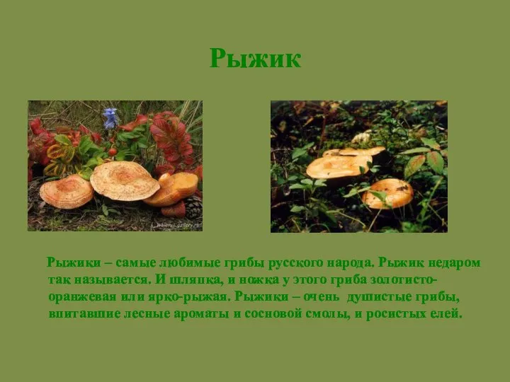 Рыжики – самые любимые грибы русского народа. Рыжик недаром так называется. И