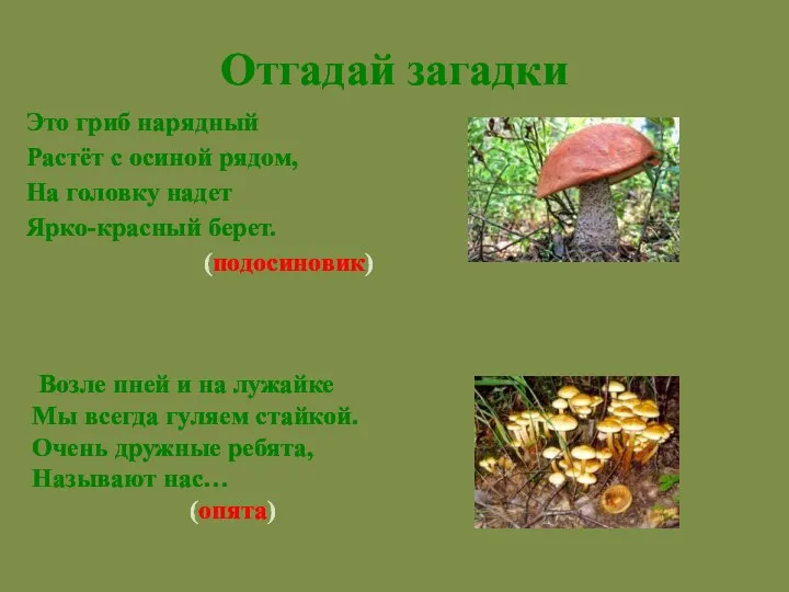 Это гриб нарядный Растёт с осиной рядом, На головку надет Ярко-красный берет.