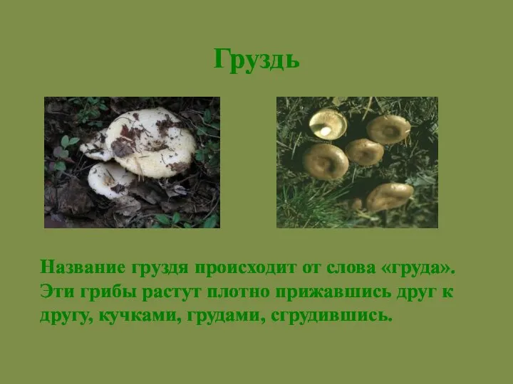 Название груздя происходит от слова «груда». Эти грибы растут плотно прижавшись друг