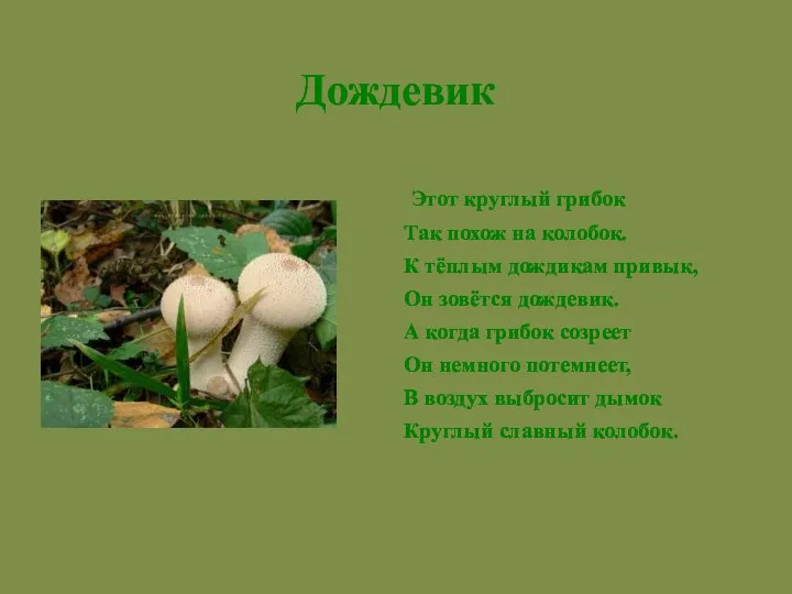 Этот круглый грибок Так похож на колобок. К тёплым дождикам привык, Он