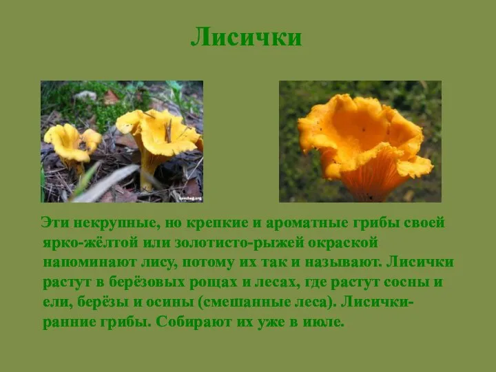 Эти некрупные, но крепкие и ароматные грибы своей ярко-жёлтой или золотисто-рыжей окраской