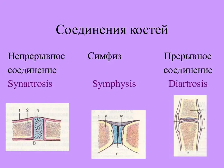 Соединения костей Непрерывное Симфиз Прерывное cоединение cоединение Synartrosis Symphysis Diartrosis