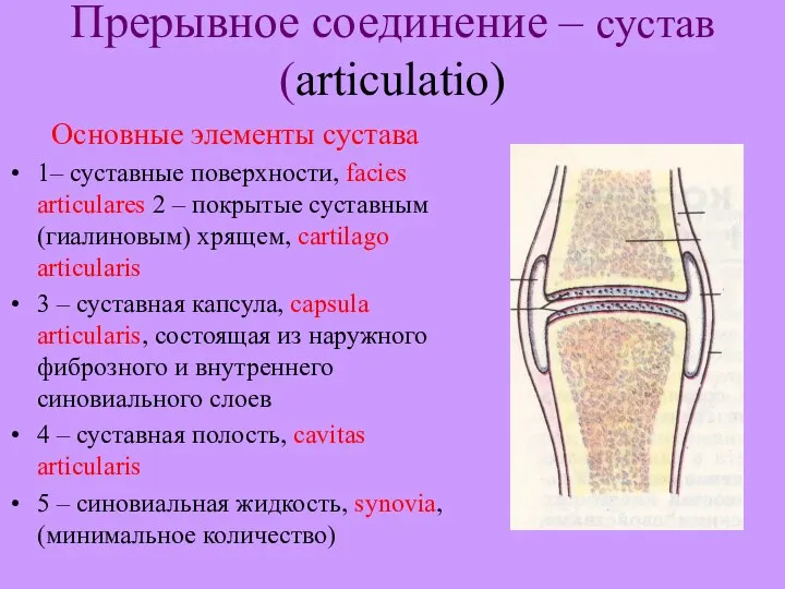 Прерывное соединение – сустав (articulatio) Основные элементы сустава 1– суставные поверхности, facies