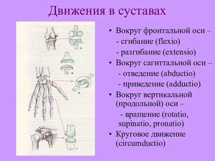 Движения в суставах Вокруг фронтальной оси – - сгибание (flexio) - разгибание