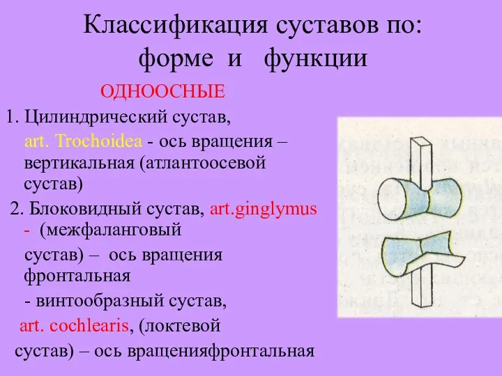 Классификация суставов по: форме и функции ОДНООСНЫЕ 1. Цилиндрический сустав, art. Trochoidea