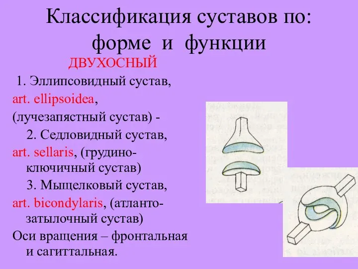 Классификация суставов по: форме и функции ДВУХОСНЫЙ 1. Эллипсовидный сустав, art. ellipsoidea,