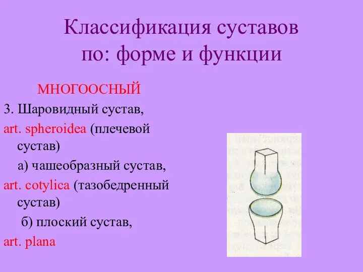 Классификация суставов по: форме и функции МНОГООСНЫЙ 3. Шаровидный сустав, art. spheroidea