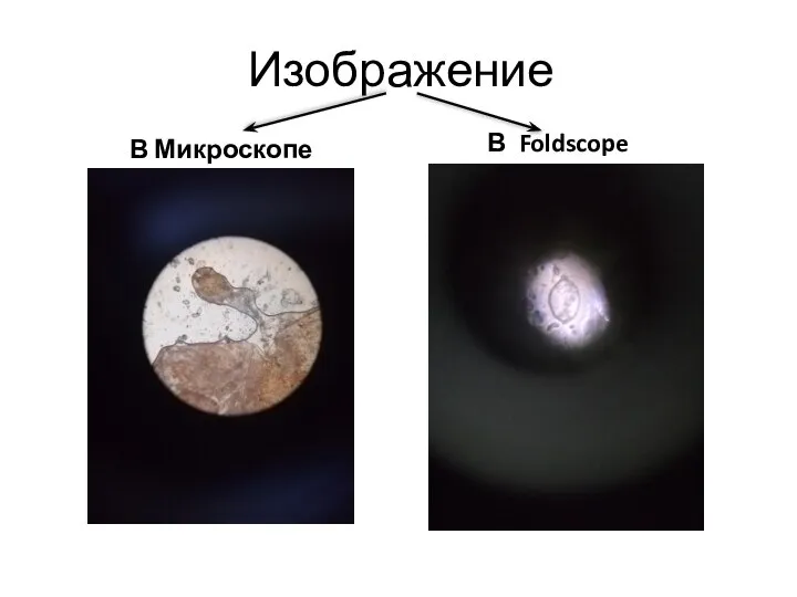 Изображение В Микроскопе В Foldscope