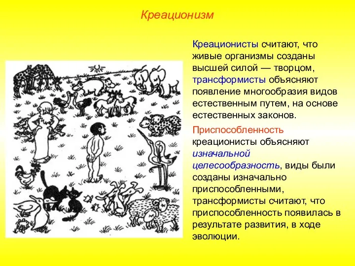 Креационизм Креационисты считают, что живые организмы созданы высшей силой — творцом, трансформисты